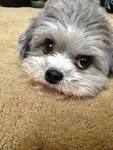 10 Things to Know Before You Adopt a Shih Tzu Poodle Mix ...