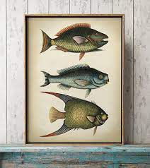 fisch druck fische diagramm fisch plakat marine dekor strand haus wand dekor meerestiere fish illustration fish print fish chart