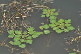 Image result for Rotala gossweileri