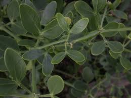 Image result for Zygophyllaceae