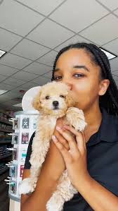 Meet Simon & Theodore! 🐾 These spunky teacup Chihuahuas have tiny paws,  but big personalities! They are ready to steal your heart and bring endless  puppy love into your home! 📞 (941)
