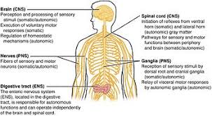 The nervous system is the part of an animal's body that coordinates its voluntary and involuntary actions and transmits signals to and from different parts of its body. Central Nervous System Wikipedia