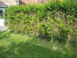 Privet hedges grow well and are easy to care for. Gardening Hedge Your Bets By Trimming Dead Privet Branches Belleville News Democrat