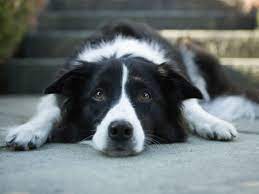 The dogs are instead trained to respond with specific behaviors when the event. Seizure Dogs Everything You Need To Know