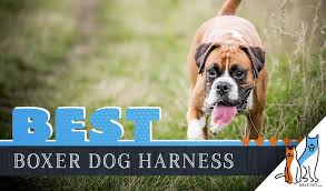 Your old boxer puppy stock images are ready. 6 Best Dog Harnesses For Boxers In 2021