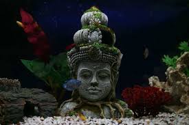 Explore our complete collection of fish. 10 Quirky Tank Decorations To Add Some Style To Your Aquarium