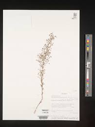 Image result for Wahlenbergia ericoidella