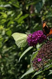 Image result for Gnidia burchellii