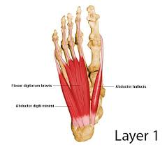 The peroneal muscles (peroneus longus and peroneus brevis), on the outside edge of the ankle and foot. Foot Muscles Attachment Nerve Supply Action Anatomy Info
