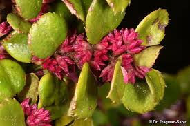 Image result for Myrsine africana