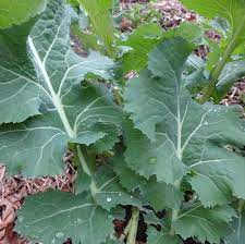 There are 12 white russian kale for sale on etsy, and they cost 5,58 $ on average. White Russian Kale Seeds Frozen Seed Capsules