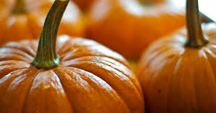 Autumn is the season of sugar, spice, and all things nice! Pumpkin Trivia 30 Facts About The Plant Associated With Halloween Useless Daily Facts Trivia News Oddities Jokes And More