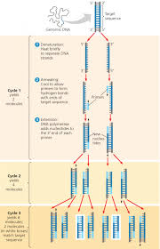 Polymerase Chain Reaction Pcr Science Biology Microbiology Study Teaching Biology
