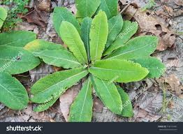 Image result for Elephantopus