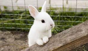 Rabbit adoption is a wonderful way to provide a rabbit a second chance and caring environment. Rehoming A Rabbit Scottish Spca