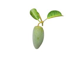 Image result for Marsdenia