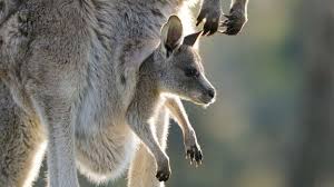 You think you know it but you actually don't. Bbc Earth Amazing Birth Of A Baby Kangaroo