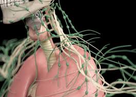 Wann sollte die lymphknotenschwellung von einem arzt untersucht werden? Geschwollene Lymphknoten Beim Kind Netpapa