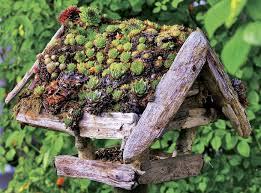 Hauswurz Auf Dem Dach Eines Selbstgebauten Vogelhauses Hauswurz Hauswurz Pflanzen Hochbeet Bepflanzen