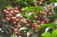 Image result for Deinbollia kilimandscharica