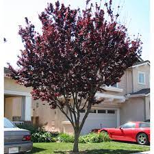 Shop by type, color, zone & more. Prunus Cerasifera Krauter Vesuvius Standard