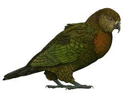 Можливо відноситься до надродини strigopoidea, проте щодо цього існує дискурс. A Dinosaur A Day Heracles Inexpectatus