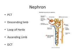Renal Nephron Loop Of Henle Renal Arteries