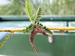 Image result for Aeschynomene elaphroxylon