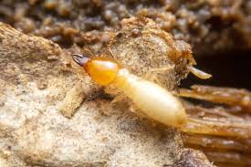 The size and number of present termite colonies greatly influence termite treatment costs. Termite Control Archives Page 2 Of 7 Northwest Exterminating