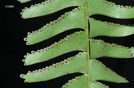 Image result for Lindsaeaceae