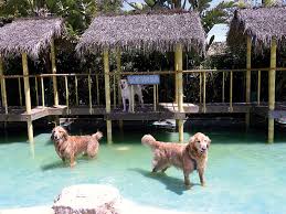 Последние твиты от paradise ranch pet resort (@paradise4pets). Paradise Ranch Pet Resort Pet Boarding And Daycare Magazine