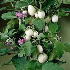 Gartenarbeit Online Kaufen Im Freizeit 3pagen Online Shop Pflanzen Gartenarbeit Unkrautstecher