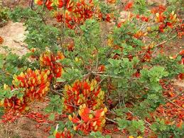 Image result for Erythrococca zambesiaca