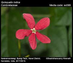 Image result for Combretum indicum