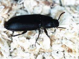 Dennoch kommen insbesondere die folgenden mehlkäfer. Mehlkafer So Gefahrlich Sind Die Kleinen Wurmer Und So Werden Sie Sie Los Wohnen