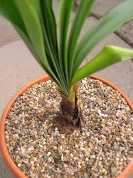 Image result for Cryptostephanus