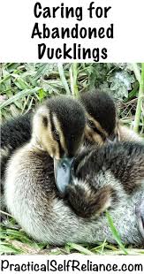 How to care for wild baby ducks when there is no mum to keep them warm? Caring For Abandoned Ducklings