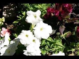 Hobi Bahcecilik Sardunya Ciceginin Kis Hazirligi Celikten Uretim Youtube Sardunya Bitki Bahcecilik