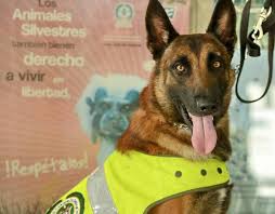 Hay 4 maneras de llegar desde aeropuerto cali (clo) hasta popayán en autobús, taxi o en coche. Karim El Perro Policia Que Lucha Contra El Trafico De Fauna En El Aeropuerto De Cali