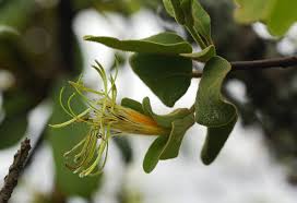 Image result for Erianthemum dregei