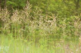 Tall Grass With Seed Heads Background Spon Grass Tall Seed Background Heads Ad Tall Grass Grass Plants