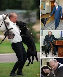 Russian president vladimir putin's love of dogs has been well documented over the years. Vladimir Putin Russia S Top Dog Is A Party Animal Webecoist Vladimir Putin Putin Celebrity Dogs
