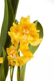 Oncidium George Mc Mahon Fortuna Petal 1 Photographic Print Fabio Petroni Art Com In 2020 Photographic Print Oncidium Mahon