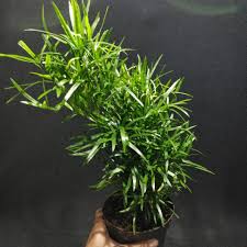 Image result for Asparagus falcatus