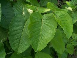 Image result for Rinorea laurentii