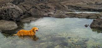 Sophisticated diagnostic imaging capabilities, modern surgical suites, an intensive care unit and a spectrum of cutting edge technologies assist our clinicians in the diagnosis and treatment of difficult. Veterinarian Honolulu Hi The Honolulu Pet Clinic