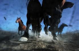 When you drive on the rez, there are signs warning you to watch for horses. Wild Horses Are An Out Of Control Problem In The West And Ranchers And Animal Rights Activists Are Locked In Conflict Over Their Fate The Washington Post