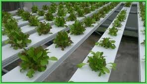 Hydroponic nutrient film technique system in a hydroponic nutrient film technique (nft) system, nutrient solution is continuously pumped into a growing channel, called a gully Using The Nutrient Film Technique To Grow Lettuce Basil And Arugula Steemit