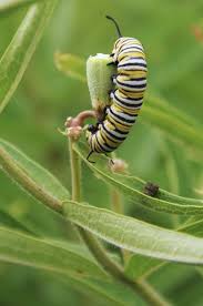 Pin On Monarchs And Native Plants