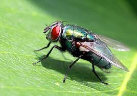 These flies are known for attacking animals including humans and biting them to feed on their blood. 6 Types Of Fly Bites You May Get This Summer What To Do About Them